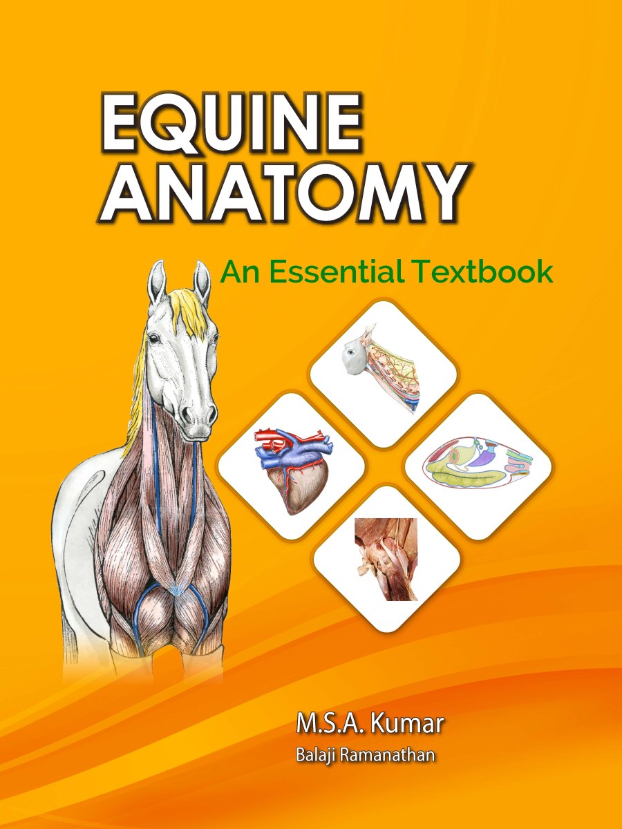 Equine Anatomy: An Essential Textbook